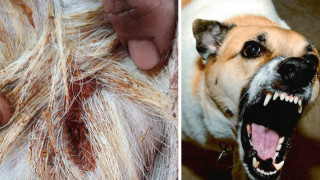 भुस्याहा कुकुरले बाख्रा टाेक्न छाडेनन्