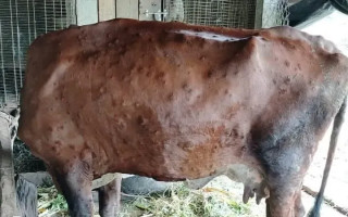 चितवनमा पनि गाईभैँसीमा लम्पीस्किन रोग प्रकोप