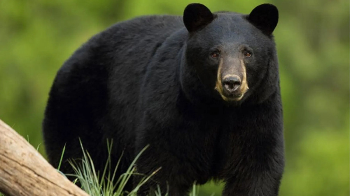 तनहुँमा ७ सय ३२ जनामा डेंगु संक्रमण पुष्टि