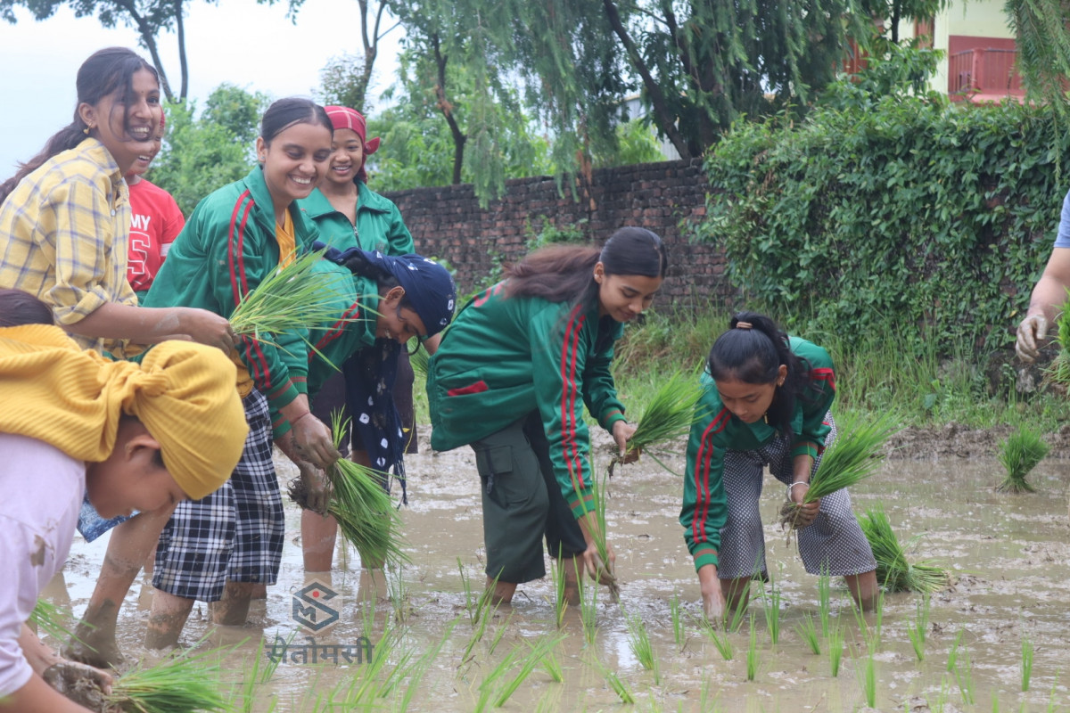 धान रोपाइँमा रमाए विद्यार्थी (फोटो फिचर)