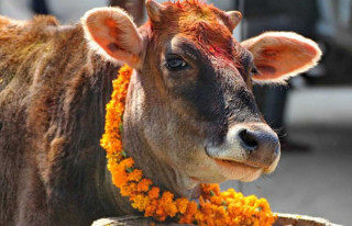 यमपञ्चकको तेस्रो दिन : आज गाई पूजा गरिदैं