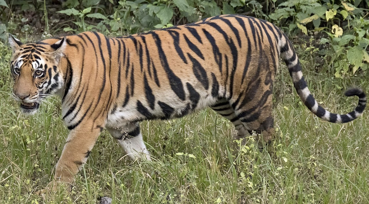 भरतपुर आउने पर्यटकले बाघ देख्न पाउने