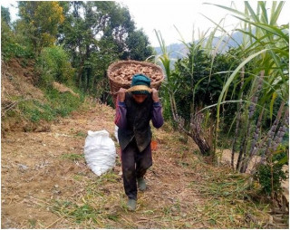 रोगले अदुवा उत्पादनमा ह्रास