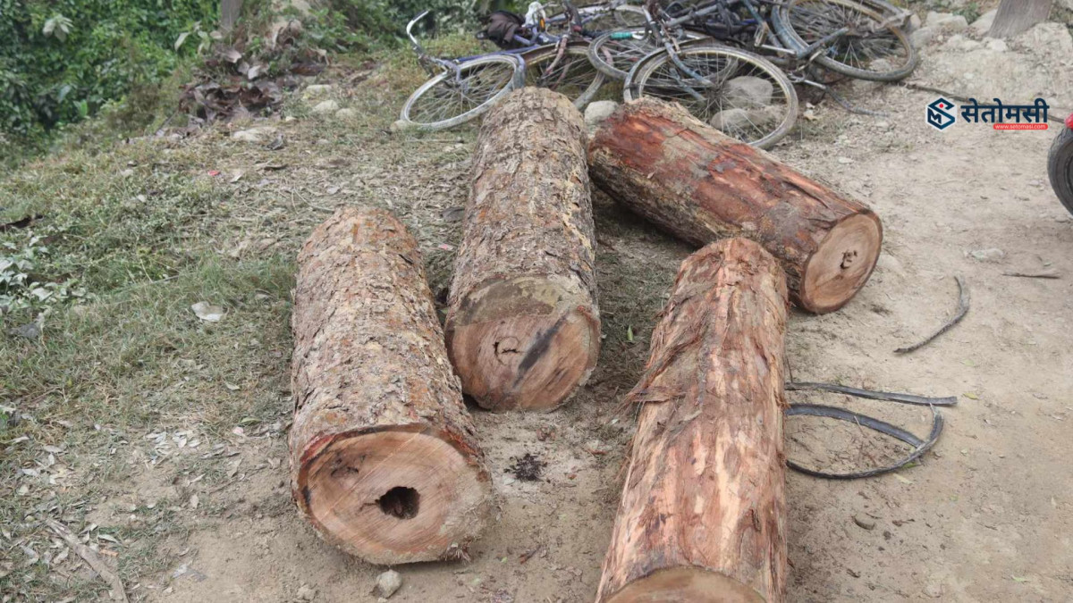 काठ तस्करी गर्दै गर्दा देवदहबाट एक जना प्रक्राउ, चार जना फरार
