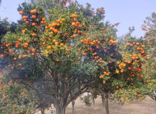 खोटाङबाट ३६ करोडभन्दा बढीको सुन्तला निर्यात