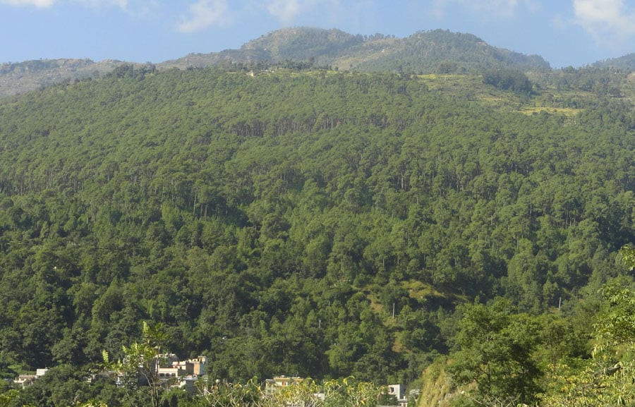 कञ्चनपुरको सामुदायिक वनमा तीन वर्षपछि वनपैदावार सङ्कलन