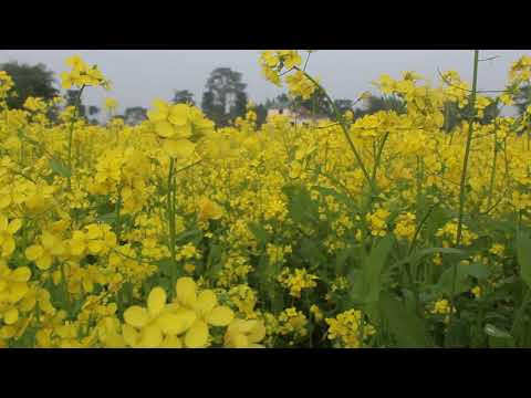 चितवनमा म्याजिक र स्कार्पियो ठोक्किँदा ८ जना घाइते