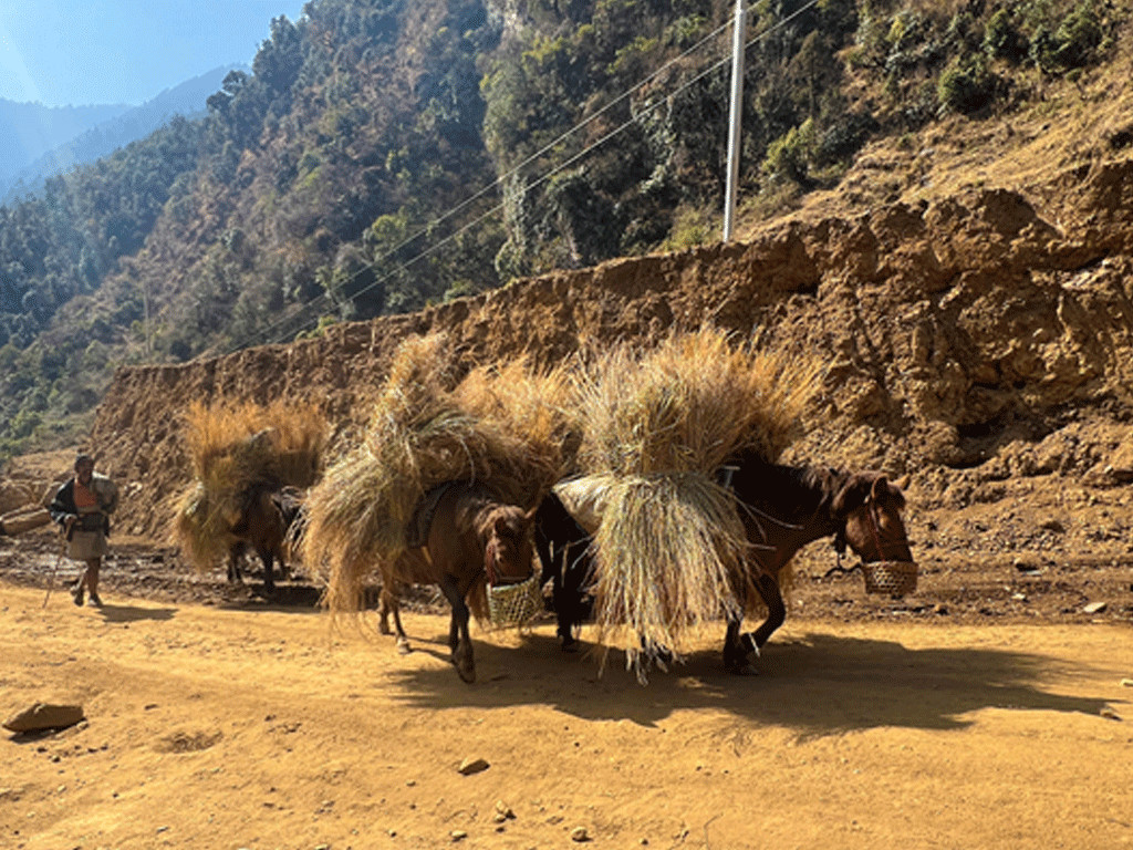 गाउँमा मोटर गुड्न थालेपछि घाँस र मल बोक्छन् खच्चड