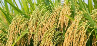 चैते धानखेती गर्ने किसानलाई अनुदान