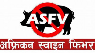 गण्डकीमा  ‘अफ्रिकन स्वाइन फिभर’को सङ्क्रमण पुन देखियो