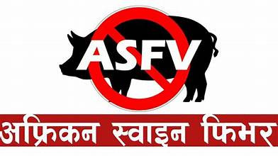 गण्डकीमा  ‘अफ्रिकन स्वाइन फिभर’को सङ्क्रमण पुन देखियो