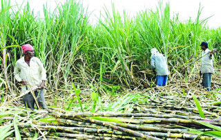 उखु किसानले भदौ २५ देखि राजमार्ग अवरुद्ध गर्ने