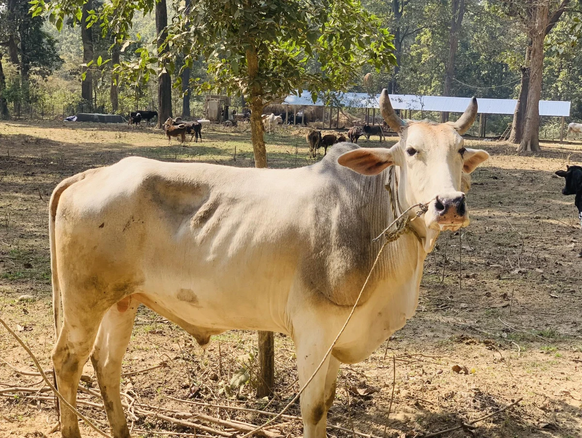 तस्करबाट छुट्याइएका गोरूलाई देवदहमा सेल्टर