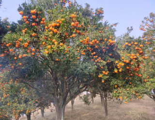अन्न उत्पादन घटेपछि म्याग्दीका किसान फलफूलखेतीमा