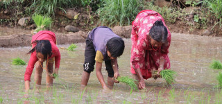 धादिङका किसान रोपाइँमा व्यस्त