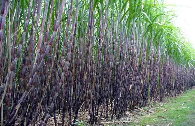 गुल्मीका किसान उखुखेतीतर्फ आकर्षित