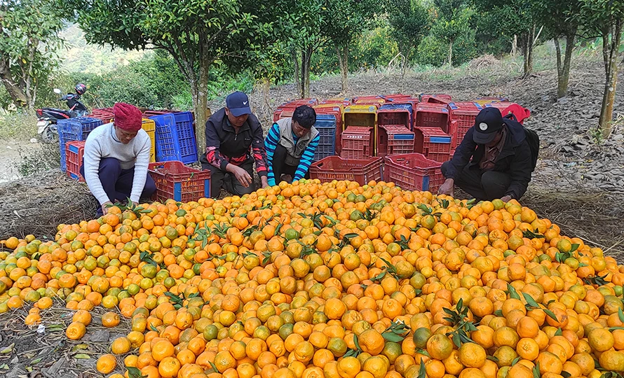 म्याग्दीको राखुगाउँबाट डेढ करोडको सुन्तला बिक्री