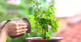 आज हरिशयनी एकादशी, तुलसीको बिरुवा सारिँदै