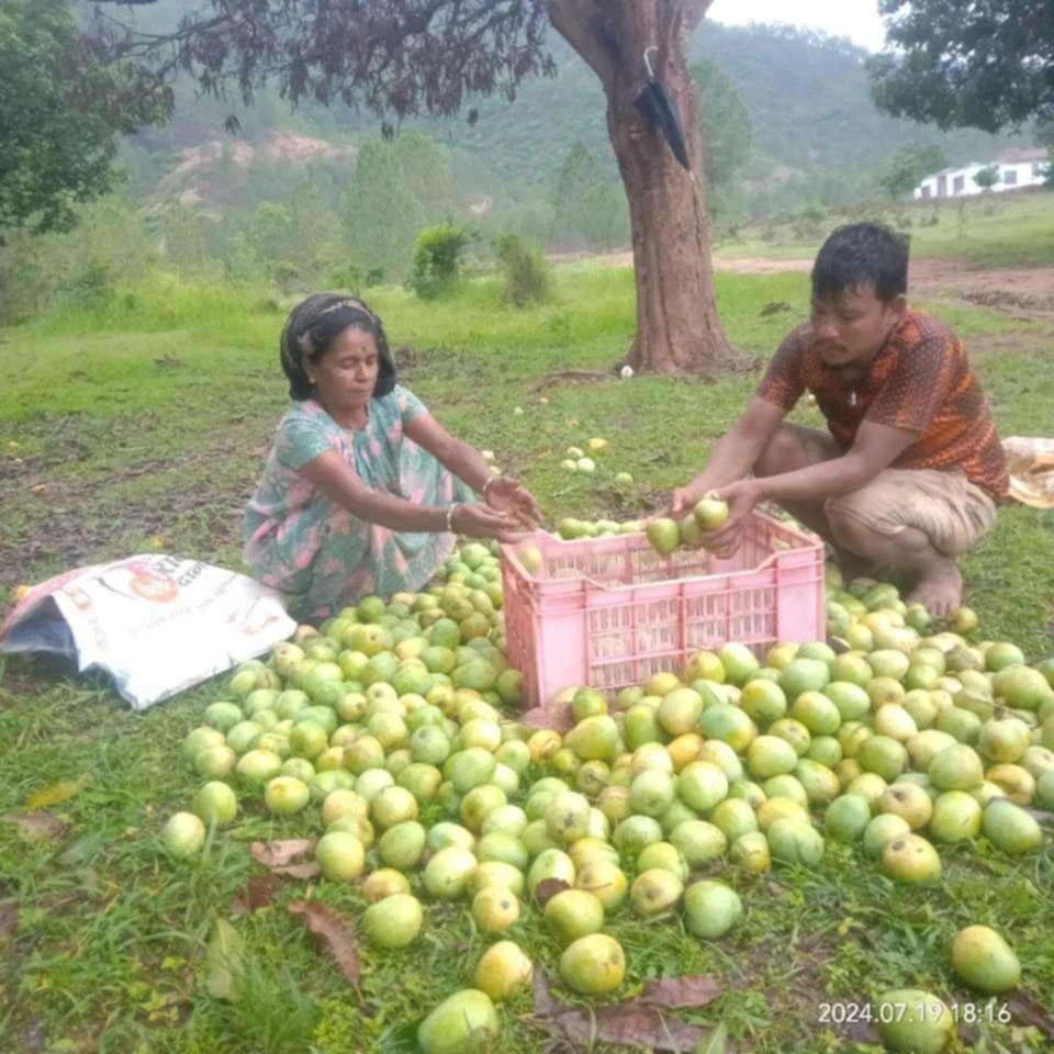Mango.1.jpg