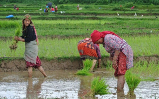 कास्कीमा ९५ प्रतिशत रोपाइँ