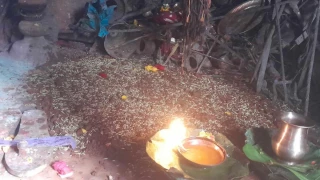 गोरखा दरबारमा जमरा राखियो