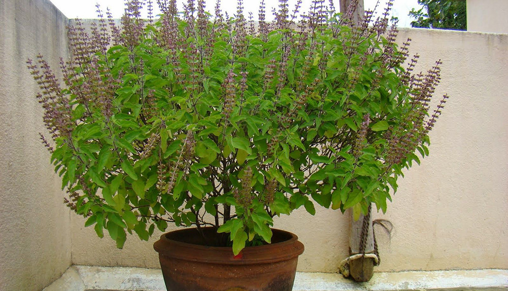 आज हरिबोधिनी एकादशी पर्व, तुलसी र दामोदरको विवाह गरेर मनाइँदै