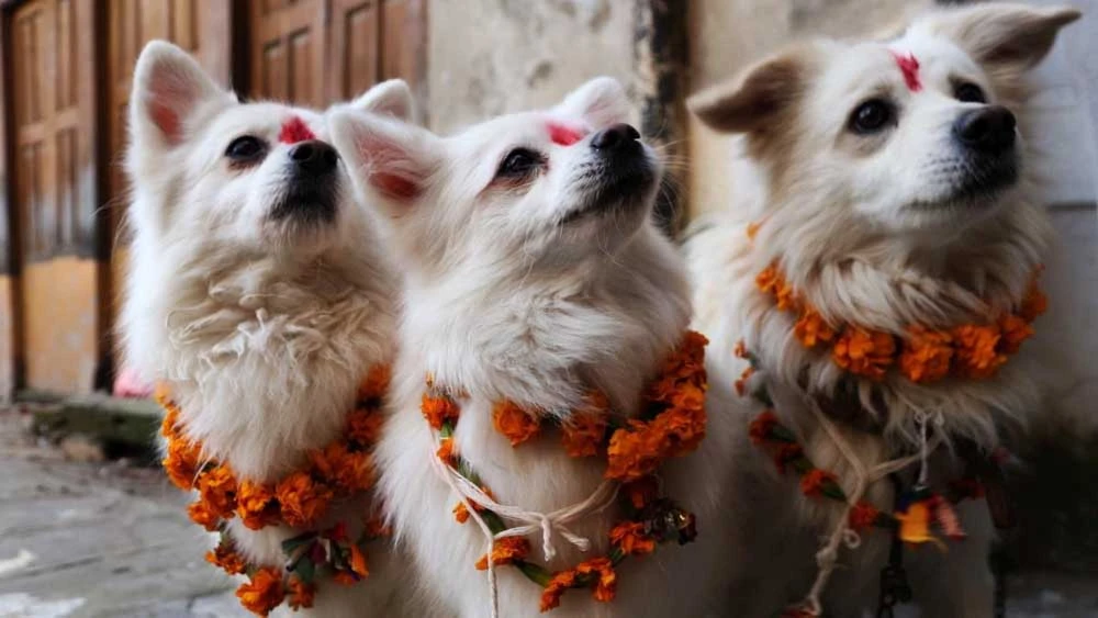 आज कात्तिक कृष्ण चतुर्दशी : कुकुर तिहार