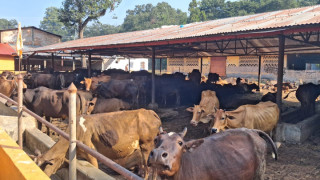 स्थानीय जातका गाई संरक्षण गर्न १ करोडको कोष