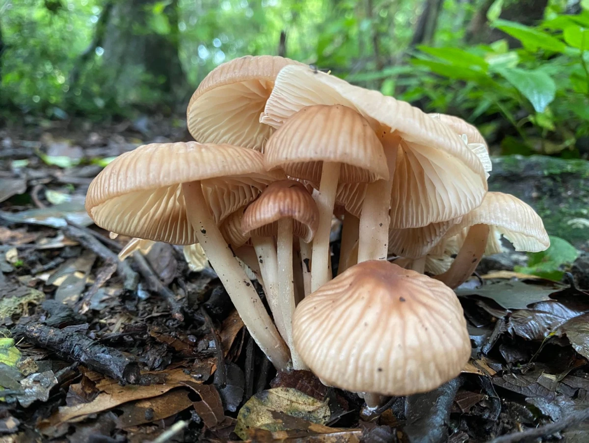 च्याउ खादा १० जना विरामी