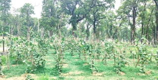 जनज्योति आवि सुनवलमा विद्यालयमै फलाएको तरकारी दिवा खाजा