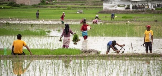 आज असार १५ : राष्ट्रिय धान दिवस, किसान भने मलका लागि चिन्तित