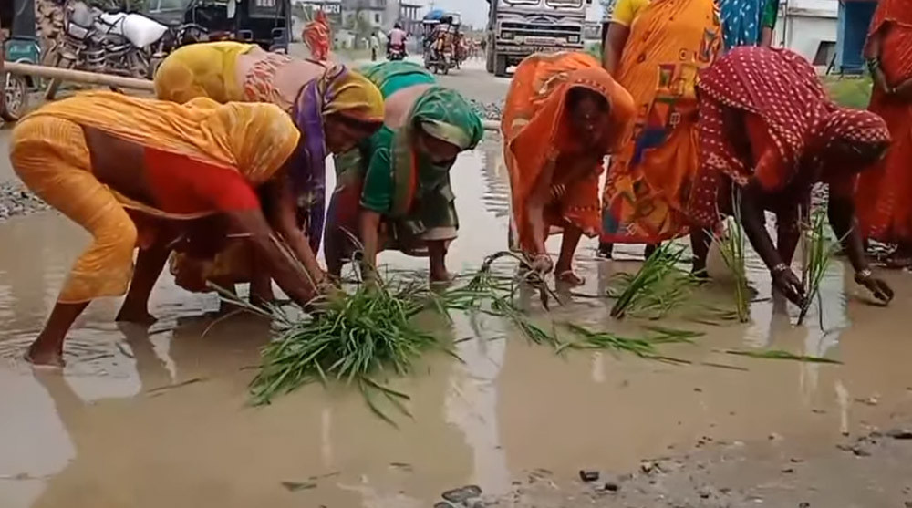 विरोधको फरक शैली : सडक निर्माण नभएपछि स्थानीयले सकमै धान रोपे