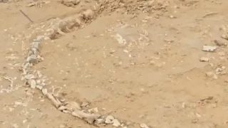 भारतको राजस्थानमा भेटियो २० करोड वर्ष पुरानो गोहीको जीवाश्म