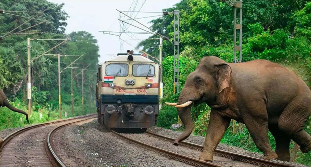 मानव–हात्ती सहअस्तित्वका लागि एनटीएनसी र थाइल्यान्डको संस्थाबीच सम्झौता