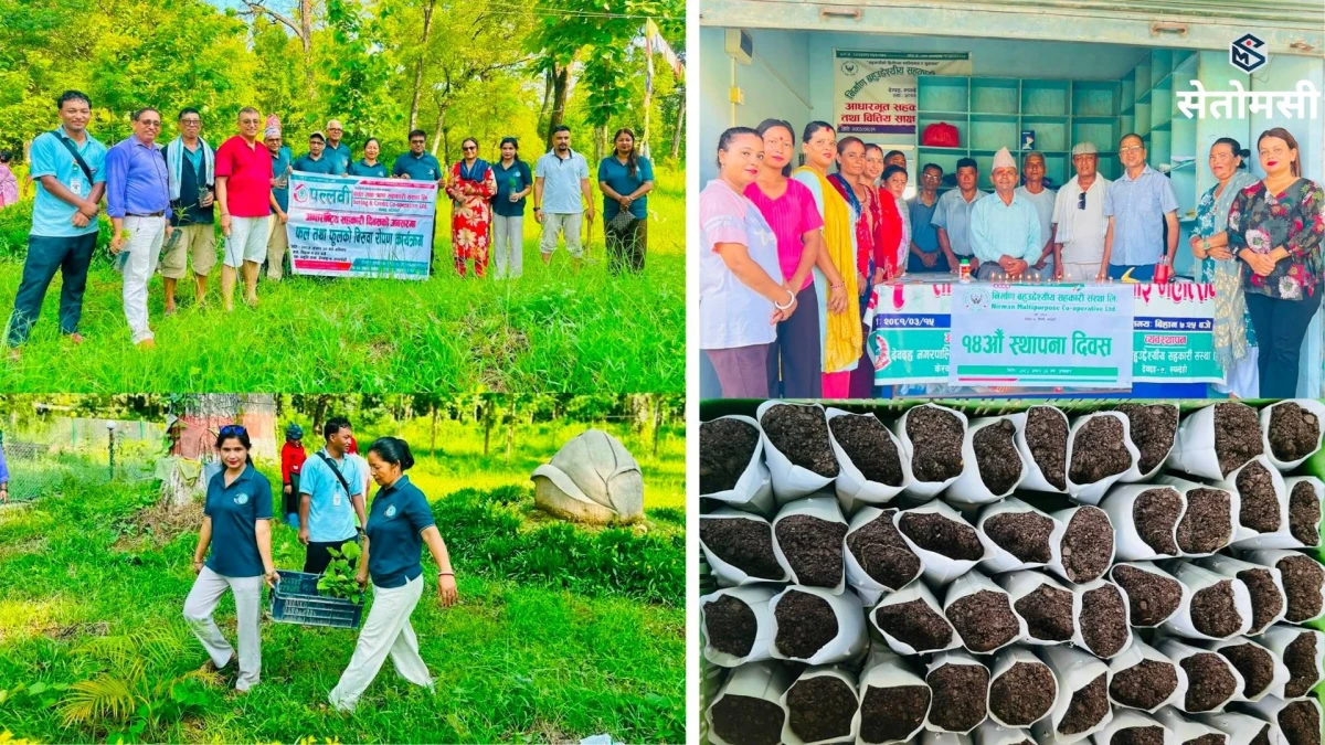 देवदहमा अन्तर्राष्ट्रिय सहकारी दिवस : पल्लवीद्धारा वृक्षरोपण, निर्माणमा अन्तरक्रिया