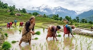 हालसम्म देशभर करिब ६२ प्रतिशत धान रोपाइँ
