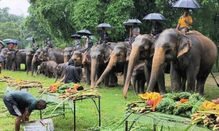सौराहामा हात्तीलाई वनभोज