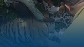 मान्छेलाई आक्रमण गर्ने बाघ नियन्त्रणमा