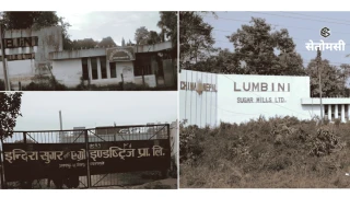नगदे बाली बन्यो उधारोको खेती : नवलपरासीका उखु किसानले पाएनन् पसिनाको मूल्य