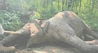 करेन्ट लागेर हात्ती ‘रोनाल्डो’ को मृत्यु, शव परीक्षणपछि गाडियो